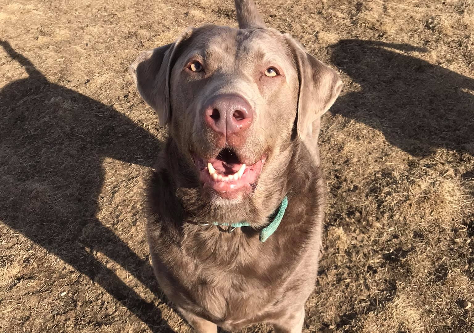 Dog Daycare Dog Boarding Yankton SD